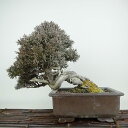 盆栽 真柏 樹高 約25cm しんぱく Juniperus chinensis シンパク ジン シャリ ヒノキ科 常緑樹 観賞用 現品