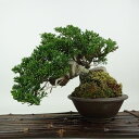 盆栽 真柏 樹高 約14cm しんぱく Juniperus chinensis シンパク ジン シャリ ヒノキ科 常緑樹 観賞用 小品 現品