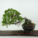 盆栽 真柏 樹高 約17cm しんぱく Juniperus chinensis シンパク ジン シャリ ヒノキ科 常緑樹 観賞用 小品 現品