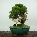 盆栽 真柏 樹高 約19cm しんぱく Juniperus chinensis シンパク “ジン シャリ” ヒノキ科 常緑樹 観賞用 小品 現品