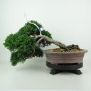 盆栽 真柏 樹高 上下 約28cm しんぱく Juniperus chinensis シンパク ジン ヒノキ科 常緑樹 観賞用 現品