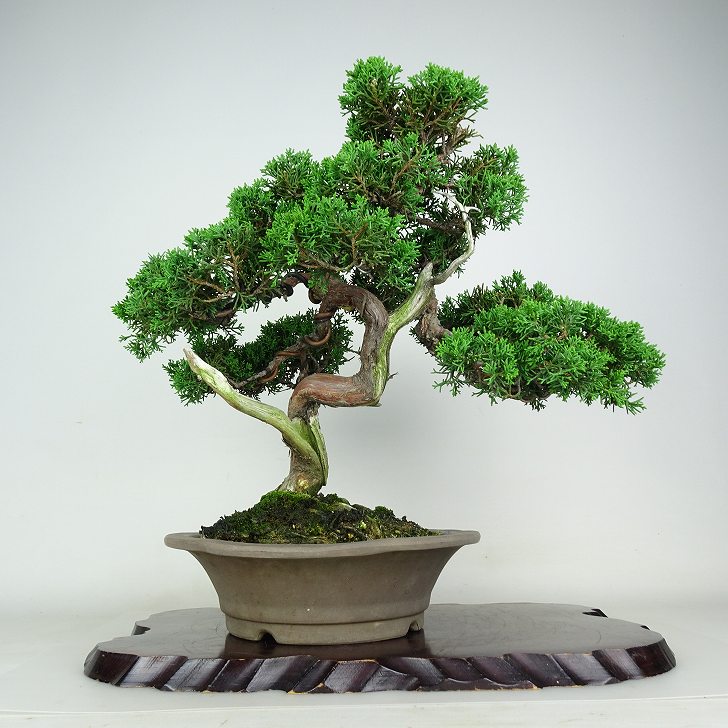 盆栽 真柏 樹高 約35cm しんぱく Juniperus chinensis シンパク “ジン シャリ”ヒノキ科 常緑樹 観賞用 現品