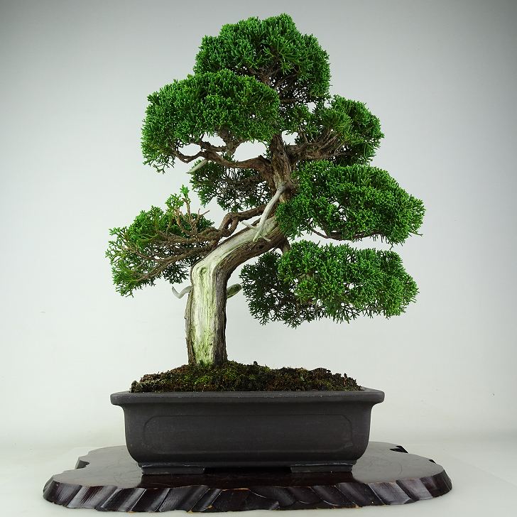 盆栽 真柏 樹高 約47cm しんぱく Juniperus chinensis シンパク “ジン シャリ” ヒノキ科 常緑樹 観賞用 現品