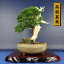 盆栽 真柏 樹高 約29cm しんぱく 高級盆栽 Juniperus chinensis シンパク “ジン シャリ” ヒノキ科 常緑樹 観賞用 現品