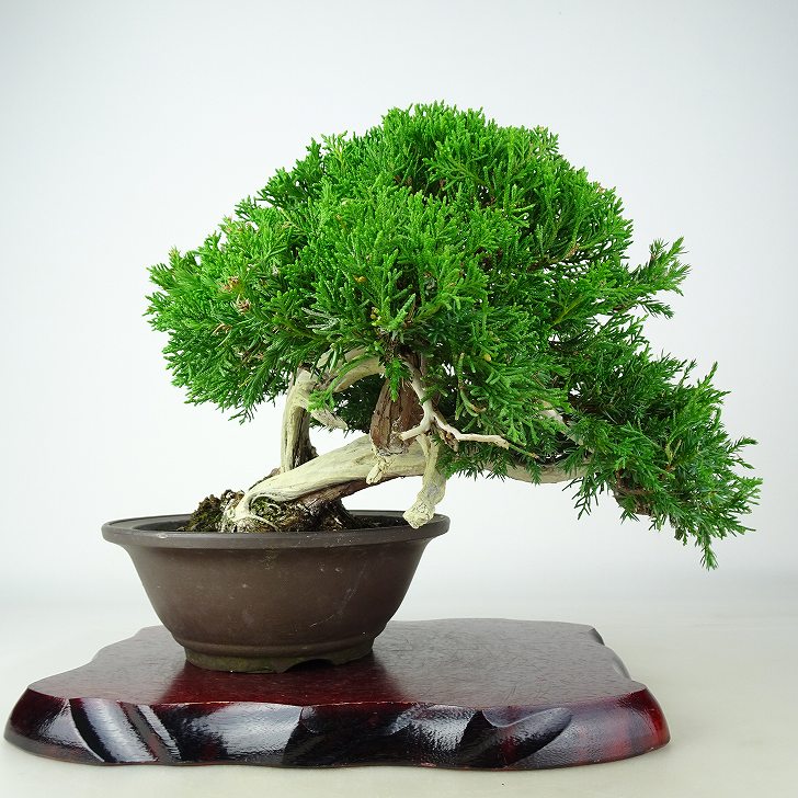 盆栽 真柏 樹高 上下 約22cm しんぱく Juniperus chinensis シンパク “ジン シャリ” ヒノキ科 常緑樹 観賞用 現品