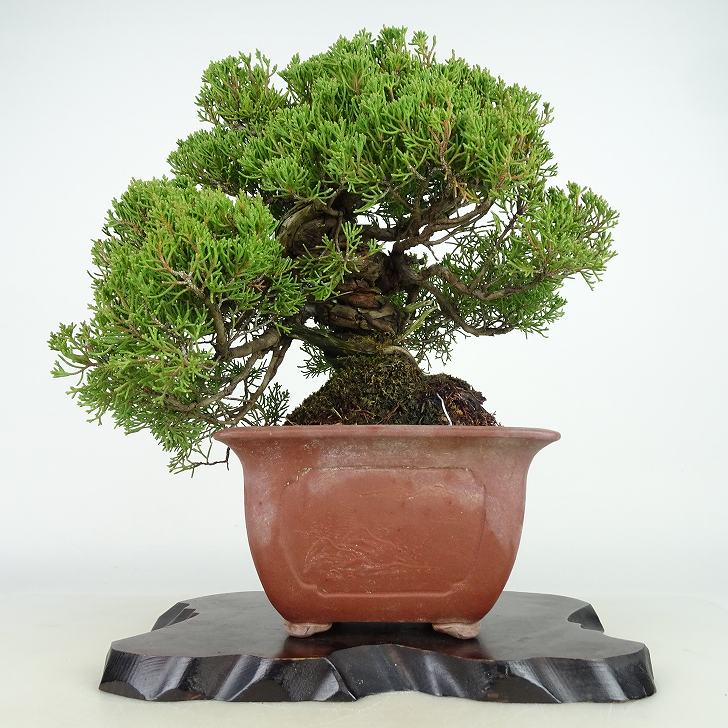 盆栽 真柏 樹高 約28cm しんぱく Juniperus chinensis シンパク “ジン シャリ” ヒノキ科 常緑樹 観賞用 現品