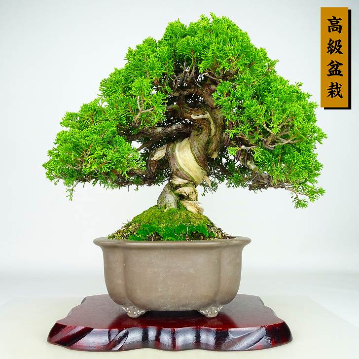 盆栽 真柏 樹高 約41cm しんぱく 高級盆栽 Juniperus chinensis シンパク “ジン シャリ” ヒノキ科 常緑樹 観賞用 現品