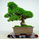 盆栽 真柏 樹高 約33cm しんぱく Juniperus chinensis シンパク “ジン シャリ” ヒノキ科 常緑樹 観賞用 現品