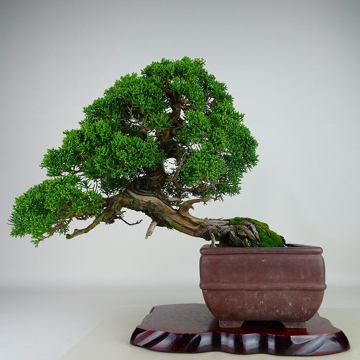 盆栽 真柏 紀州 樹高 約41cm しんぱく Juniperus chinensis シンパク “ジン シャリ” ヒノキ科 常緑樹 観賞用 現品