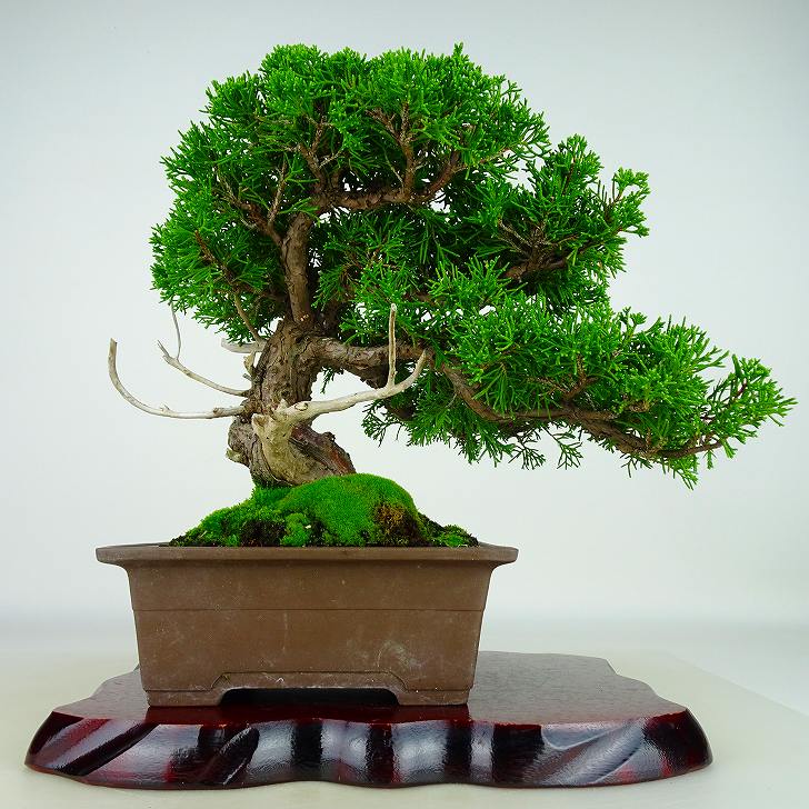 盆栽 真柏 樹高 約31cm しんぱく Juniperus chinensis シンパク 