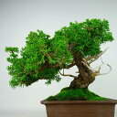 盆栽 真柏 樹高 約31cm しんぱく Juniperus chinensis シンパク 