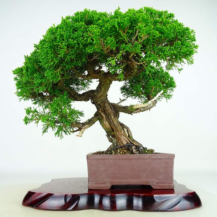 盆栽 真柏 樹高 約31cm しんぱく Juniperus chinensis シンパク “ジン シャリ” ヒノキ科 常緑樹 観賞用 現品