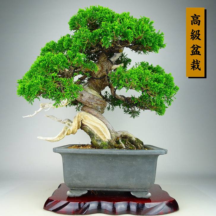 盆栽 真柏 樹高 約35cm しんぱく 高級盆栽 Juniperus chinensis シンパク “ジン シャリ” ヒノキ科 常緑樹 観賞用 現品