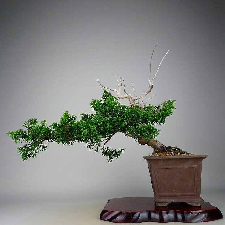 盆栽 真柏 樹高 上下 約30cm しんぱく Juniperus chinensis シンパク “ジン シャリ” ヒノキ科 常緑樹 観賞用 現品