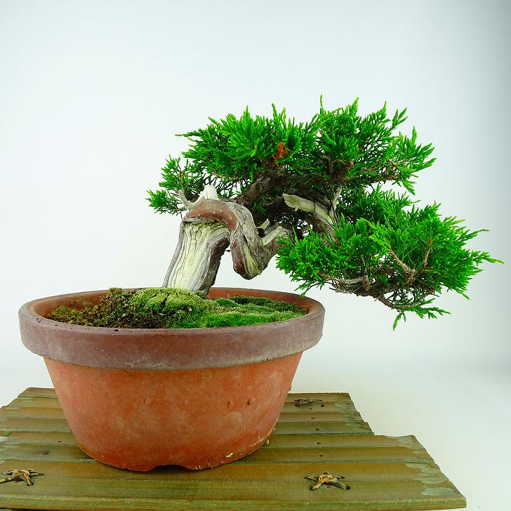 盆栽 真柏 樹高 上下 16cm しんぱく Juniperus chinensis シンパク “ジン シャリ” ヒノキ科 常緑樹 観賞用 小品 現品