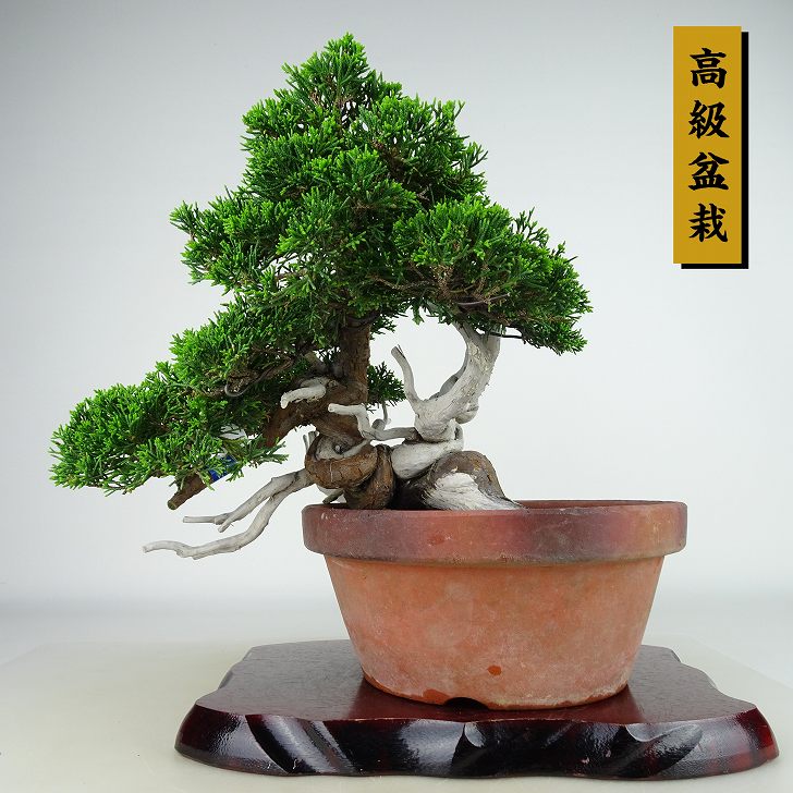 ߺ   岼 25cm Ѥ ߺ Juniperus chinensis ѥ ȥ  ҥΥ м Ѿ 