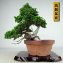 ~ ^  ㉺ 25cm ς ~ Juniperus chinensis VpN gW Vh qmL Ύ Ϗܗp i