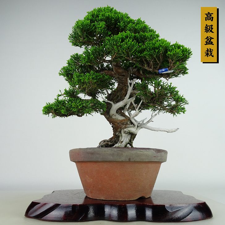 ߺ   30cm Ѥ ߺ Juniperus chinensis ѥ ȥ  ҥΥ м Ѿ 