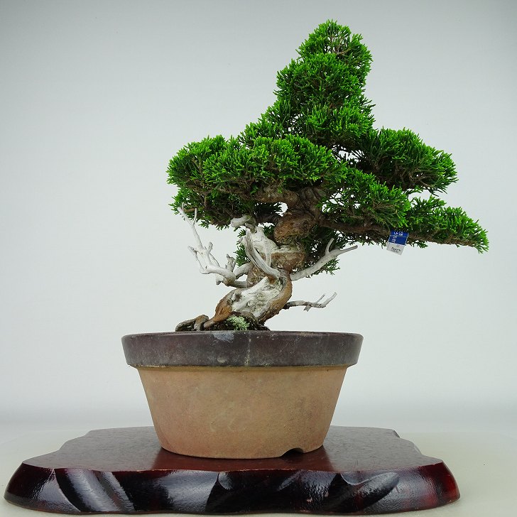 盆栽 真柏 樹高 約27cm しんぱく Juniperus chinensis シンパク “ジン シャリ” ヒノキ科 常緑樹 観賞用 現品