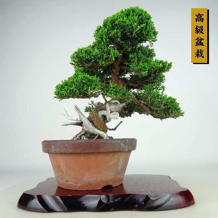 ߺ   25cm Ѥ ߺ Juniperus chinensis ѥ ȥ  ҥΥ м Ѿ 