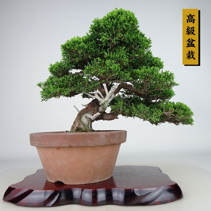 盆栽 真柏 樹高 約23cm しんぱく 高級盆栽 Juniperus chinensis シンパク “ジン シャリ” ヒノキ科 常緑樹 観賞用 現品