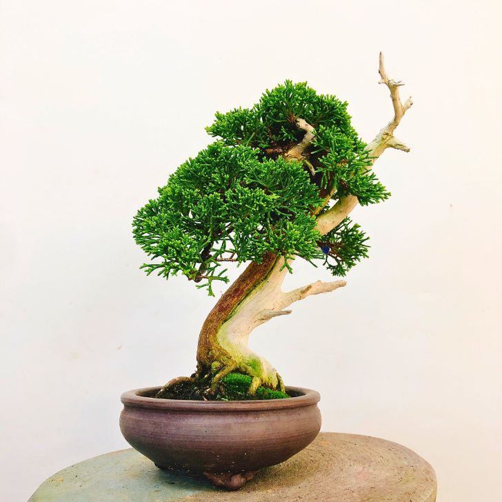 盆栽 真柏 樹高 約20cm しんぱく Juniperus chinensis シンパク “ジン シャリ” ヒノキ科 常緑樹 観賞用 小品 現品