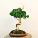 ~ ^  25cm ς Juniperus chinensis VpN gW VhqmL Ύ Ϗܗp i