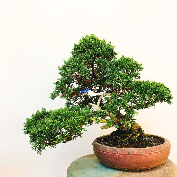 盆栽 真柏 樹高 約25cm しんぱく Juniperus chinensis シンパク 