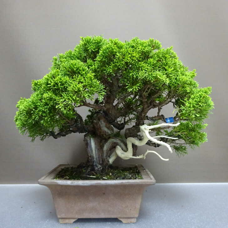 盆栽 真柏 樹高 約26cm しんぱく Juniperus chinensis シンパク “ジン シャリ” ヒノキ科 常緑樹 観賞用 現品