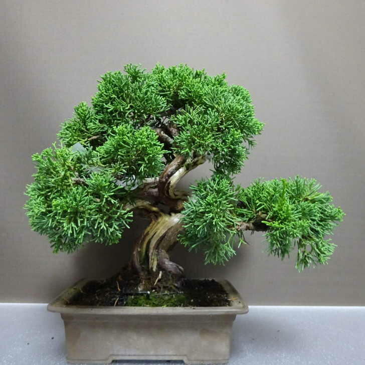 盆栽 真柏 樹高 約27cm しんぱく Juniperus chinensis シンパク “ジン シャリ” ヒノキ科 常緑樹 観賞用..