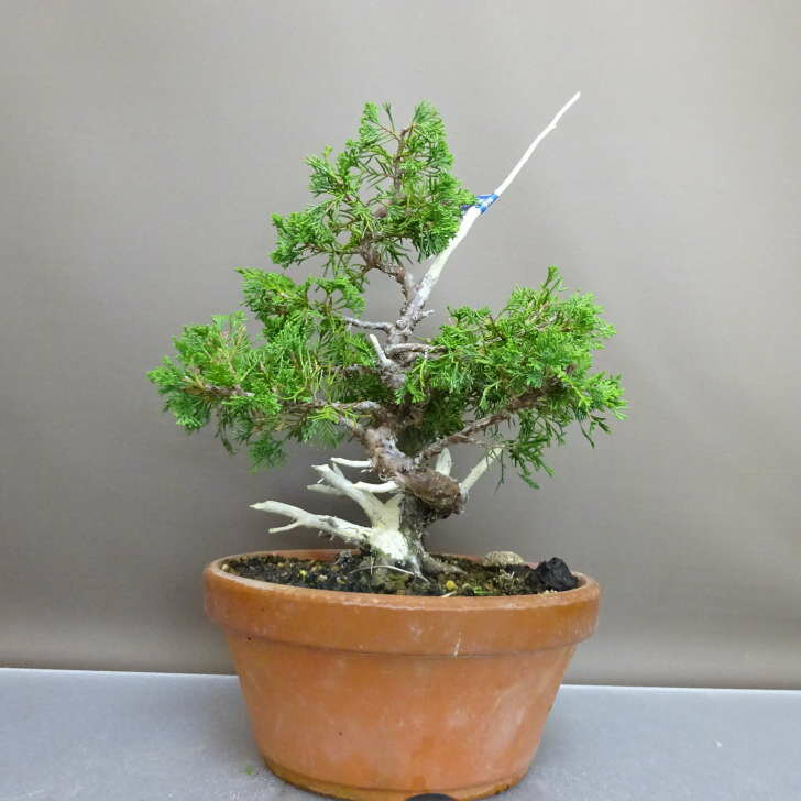 盆栽 真柏 樹高 約31cm しんぱく Juniperus chinensis シンパク “ジン シャリ” ヒノキ科 常緑樹 鑑賞 ..