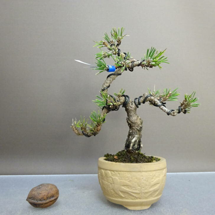 盆栽 松 黒松 千寿丸 樹高 約15cm くろまつ Pinus thunbergii クロマツ マツ科 常緑針葉樹 鑑賞 観賞用..