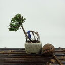 盆栽 松 這松 ミニ盆栽 樹高 約7cm はいまつ Pinus pumila ハイマツ マツ科 常緑針葉樹 観賞用 小品 現品