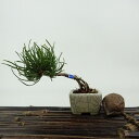 盆栽 松 這松 ミニ盆栽 樹高 約7cm はいまつ Pinus pumila ハイマツ マツ科 常緑針葉樹 観賞用 小品 現品