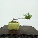 盆栽 松 這松 ミニ盆栽 樹高 約4cm はいまつ Pinus pumila ハイマツ マツ科 常緑針葉樹 観賞用 小品 現品