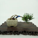 盆栽 松 這松 ミニ盆栽 樹高 約3cm はいまつ Pinus pumila ハイマツ マツ科 常緑針葉樹 観賞用 小品 現品