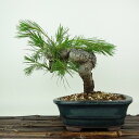盆栽 松 赤松 樹高 約16cm あかまつ Pinus densiflora アカマツ red pine マツ科 常緑樹 観賞用 小品 現品