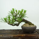 盆栽 松 赤松 樹高 約13cm あかまつ Pinus densiflora アカマツ red pine マツ科 常緑樹 観賞用 小品 現品