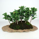 盆栽 桧 石化桧 樹高 約21cm せっかひのき Chamaecyparis obtusa セッカヒノキ 石付 寄せ ヒノキ科 常緑樹 鑑賞用 観賞用 現品