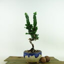 盆栽 桧 石化桧 樹高 約22cm せっかひのき Chamaecyparis obtusa セッカヒノキ ヒノキ科 常緑樹 観賞用 現品