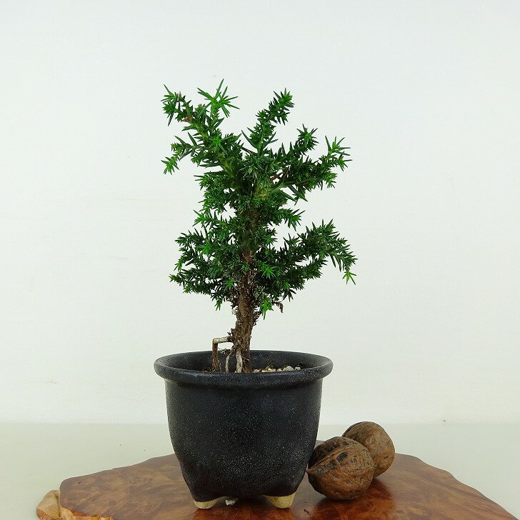 盆栽 杉 樹高 約13cm すぎ Cryptomeria japonica スギ ヒノキ科 スギ属 常緑樹 観賞用 小品 現品