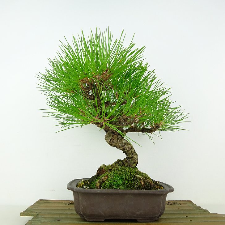 ߺ  ־  23cm ޤ Pinus densiflora ޥ red pine ޥĲ м Ѿ  ̵