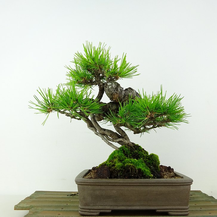 ߺ  ־  19cm ޤ Pinus densiflora ޥ red pine ޥĲ м Ѿ   ̵