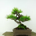 ~  ԏ  19cm ܂ Pinus densiflora AJ}c red pine }c Ύ Ϗܗp i i 