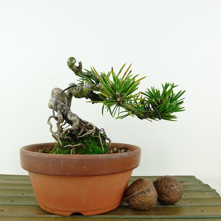 ߺ     10cm ޤ Pinus thunbergii ޥ ܤ ޥĲ пռ Ѿ   ̵