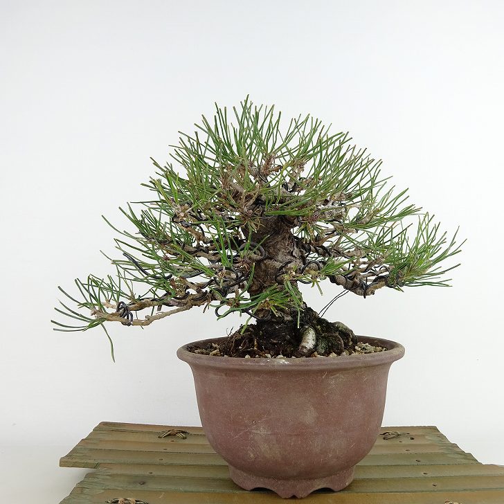 盆栽 松 赤松 樹高 約16cm あかまつ Pinus densiflora アカマツ red pine マツ科 常緑樹 観賞用 小品 現品