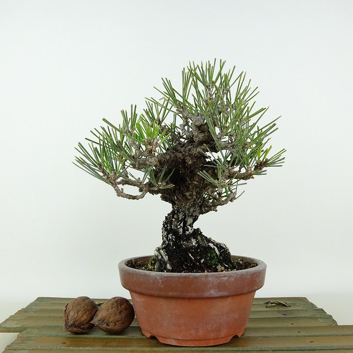 ߺ   Ӿ  16cm ˤޤ Pinus thunbergii ˥ޥ ޥĲ пռ Ѿ   ̵