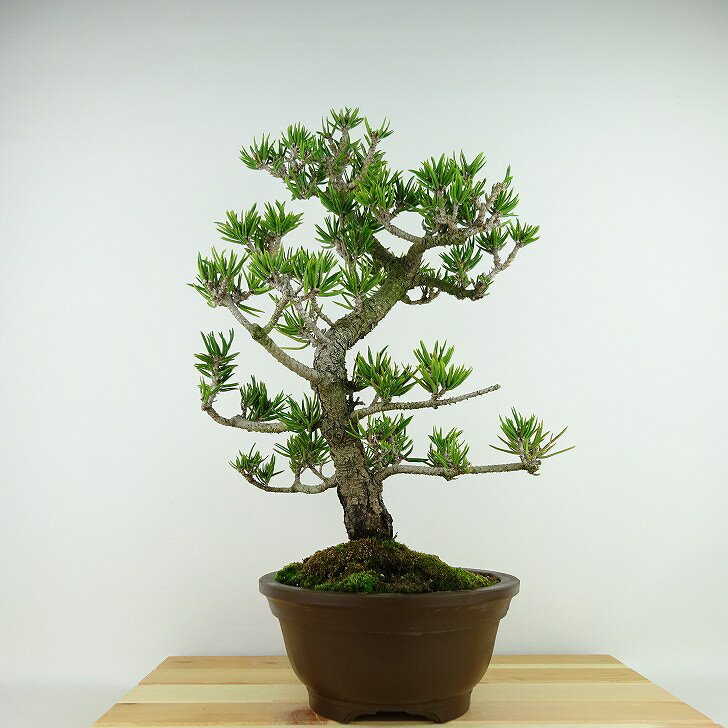 盆栽 松 寸松 黒松 樹高 約38cm くろまつ Pinus thunbergii クロマツ マツ科 常緑針葉樹 観賞用 現品
