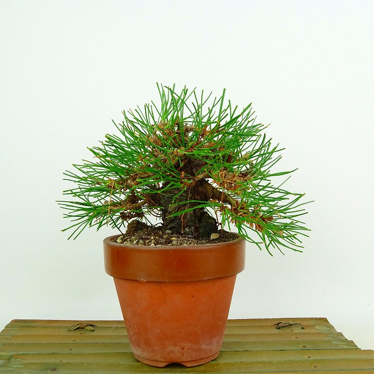 盆栽 松 赤松 樹高 約12cm あかまつ Pinus densiflora アカマツ red pine マツ科 常緑樹 観賞用 小品 現品