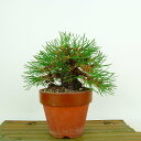 ~  ԏ  12cm ܂ Pinus densiflora AJ}c red pine }c Ύ Ϗܗp i i